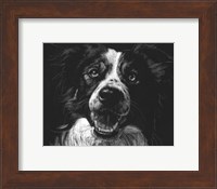 Canine Scratchboard XVIII Fine Art Print