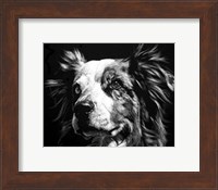 Canine Scratchboard XX Fine Art Print