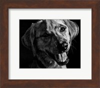 Canine Scratchboard XXIII Fine Art Print