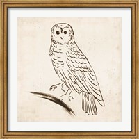 Owl I Fine Art Print