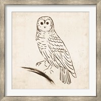 Owl I Fine Art Print