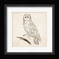 Owl I Fine Art Print