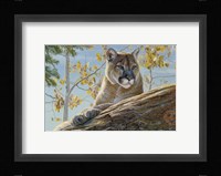 Front Range Cougar Fine Art Print