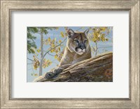 Front Range Cougar Fine Art Print