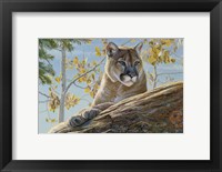 Front Range Cougar Framed Print