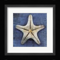 Armored Starfish Underside Fine Art Print
