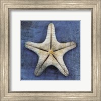 Armored Starfish Underside Fine Art Print