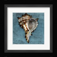 Horned Whelk Fine Art Print