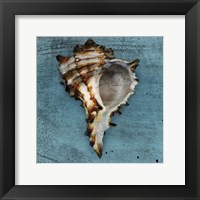 Horned Whelk Fine Art Print