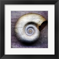 Moon Snail Fine Art Print