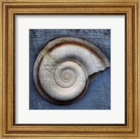 Snail Fine Art Print