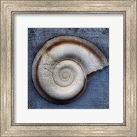 Snail Fine Art Print