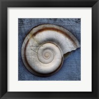 Snail Fine Art Print