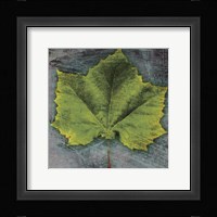 Sycamore Framed Print