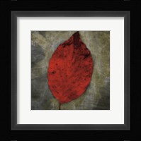 Red Dogwood Framed Print