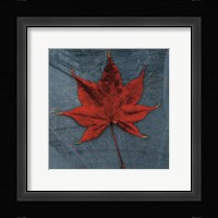 Japanese Maple Framed Print