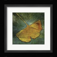 Gingko 3 Framed Print