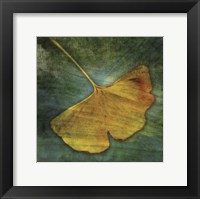 Gingko 3 Framed Print