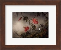 Passion Flowers and Hummingbirds, about 1870-83 Fine Art Print