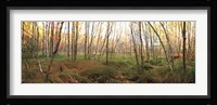 Birch Forest Panorama Fine Art Print