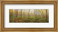 Birch Forest Panorama Fine Art Print