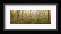 Birch Forest Panorama Fine Art Print