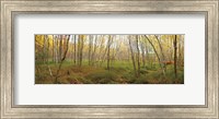 Birch Forest Panorama Fine Art Print