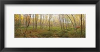 Birch Forest Panorama Fine Art Print