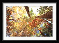 Forest Canopy Fine Art Print