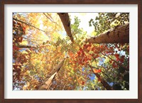 Forest Canopy Fine Art Print