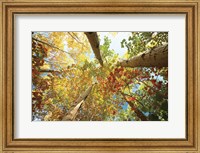 Forest Canopy Fine Art Print