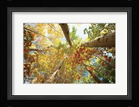 Forest Canopy Fine Art Print