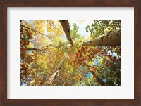 Forest Canopy Fine Art Print