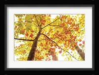 Upward Fine Art Print