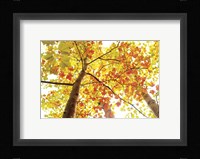 Upward Fine Art Print