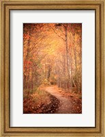 Winding Autumn Path Fine Art Print