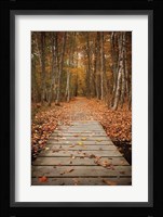 Woodland Path Fine Art Print