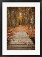 Woodland Path Fine Art Print