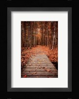 Woodland Path Fine Art Print