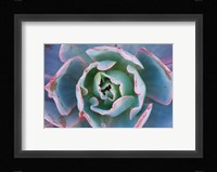 Echeveria Afterglow Fine Art Print