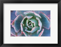 Echeveria Afterglow Fine Art Print