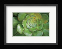 Blushing Beauty Fine Art Print