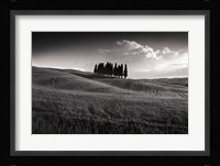 Cypress Cluster Fine Art Print