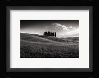 Cypress Cluster Fine Art Print