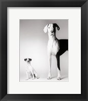 Domino and Daisy Framed Print