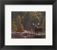 North Country Moose Fine Art Print