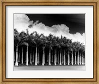 White Palms, Costa Rica Fine Art Print