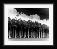 White Palms, Costa Rica Fine Art Print