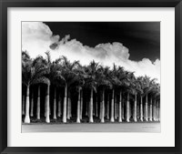 White Palms, Costa Rica Fine Art Print