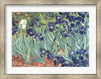 Irises in the Garden Fine Art Print